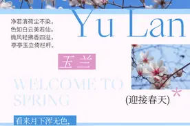 不用人挤人，杭州这里的玉兰花也很好看！图片