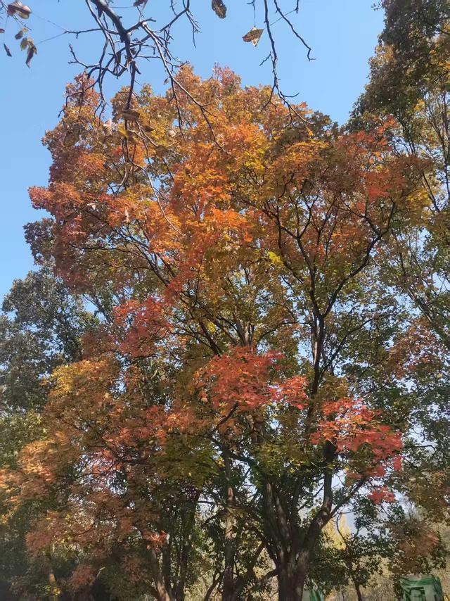 国家植物园进入彩叶最佳观赏期 樱桃沟“金色水杉林”宛如仙境