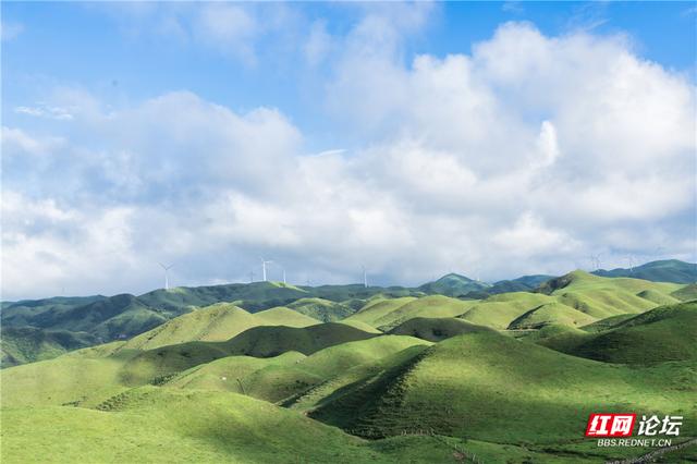 【每日一图@湖南】邵阳城步南山牧场：生态画卷里的活力乐章
