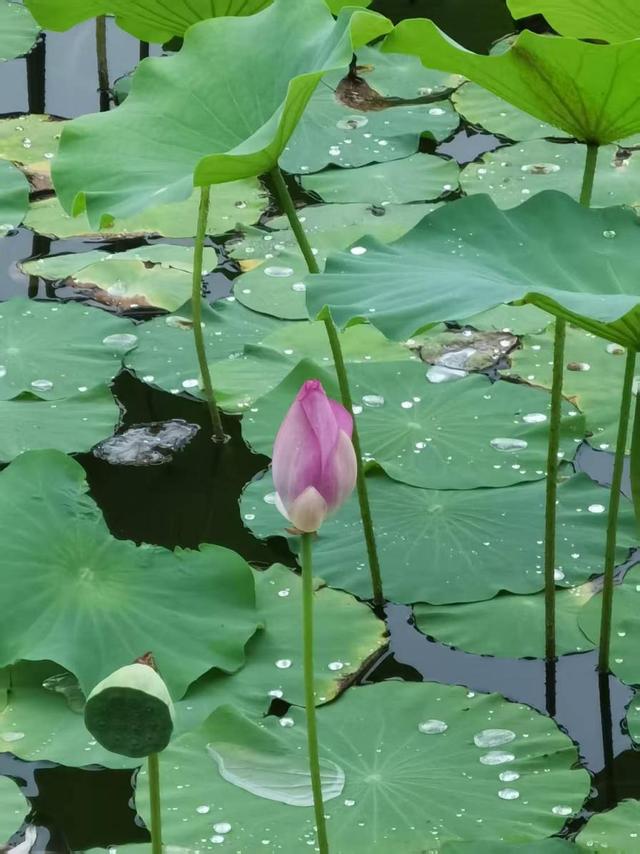 北京：雨中听荷，邂逅夏日清欢
