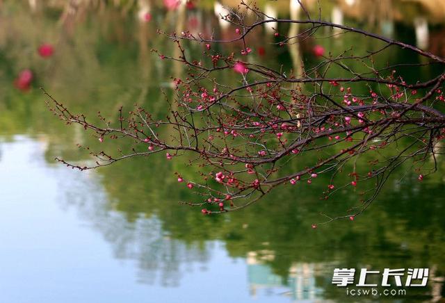梅花满枝头，赏花打卡正当时｜组图