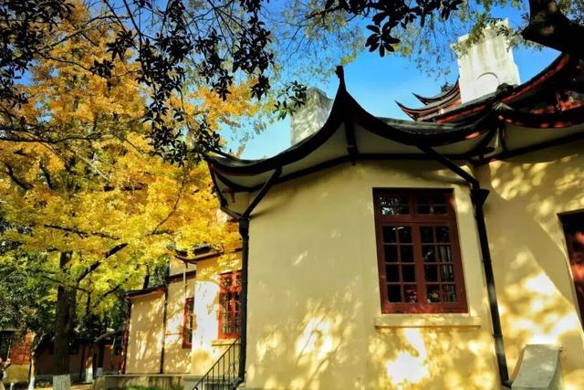 长宁最全银杏打卡点来啦，还有“宁宁”的私藏点位哦～【看“宁”的】