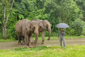 云南西双版纳亚洲象救护与繁育中心的“象爸爸”图片