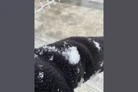 你那里下雪了吗？2025年郑州首场雪如约而至图片