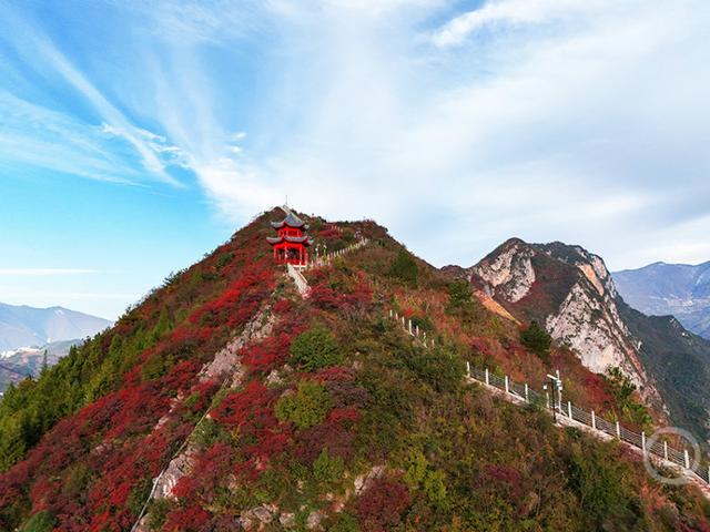 重庆巫山“三峡龙脊”红叶迎来观赏期