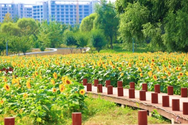 本周宜赏花！大兴百亩向日葵盛放，解锁一周好心情