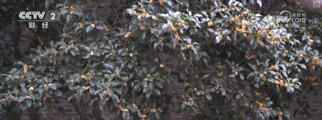 “斑斓秋色+新潮玩法”点燃赏秋游新热力 文旅新消费活力十足