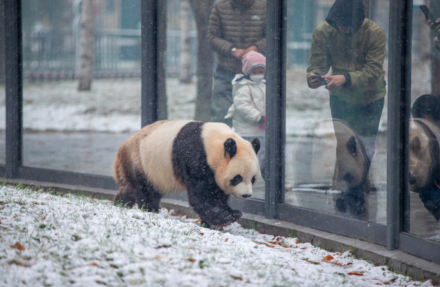 “白雪滤镜”加持，哈尔滨美成童话！熊猫撒欢、雪映枫叶，一起看雪趣大片——