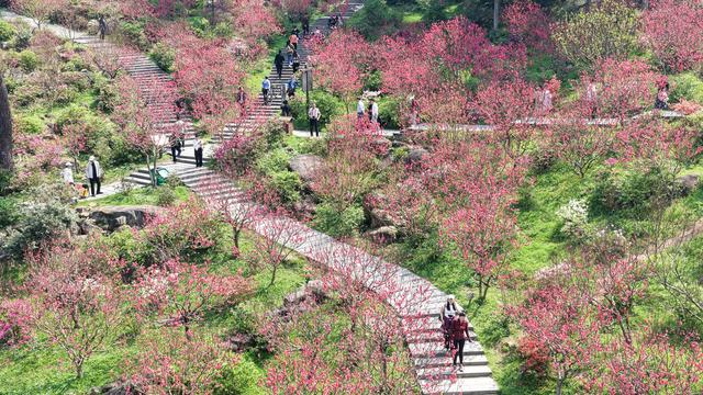 广西南宁：艳丽桃花如片片红霞