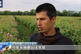 气候变化影响植物生长 保加利亚玫瑰采摘季提前图片