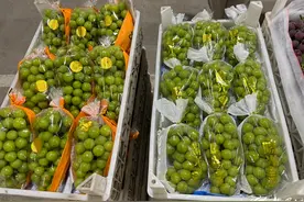 众点关注 | 曾经“顶流” 葡萄界“爱马仕”阳光玫瑰葡萄跌落神坛 价格腰斩图片