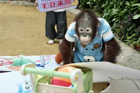 杭州“小明猩”毛豆三周岁了 潮新闻带你“云”庆生日会图片
