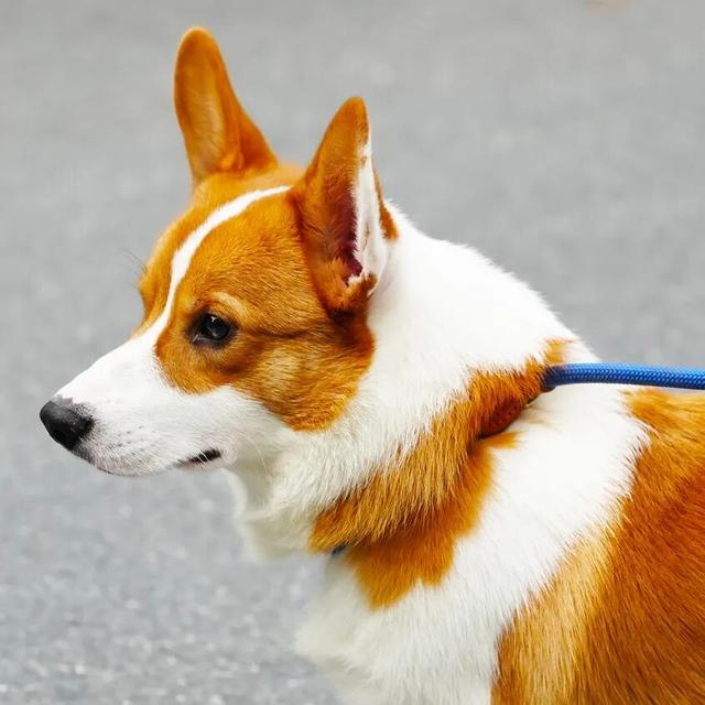 3000㎡！属于萌宠的gogoland帮你找到了！