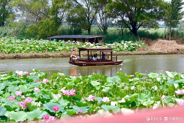 畅游济宁微山湖，万亩荷花别样红