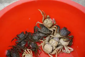 上海高校团队培育出白色大闸蟹：通体洁白、蟹黄肉眼可见图片