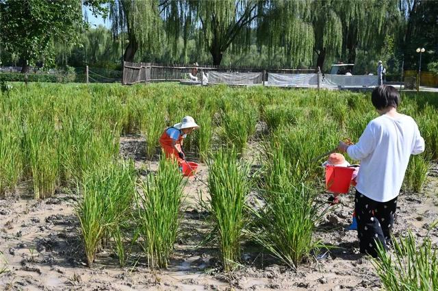 抓螃蟹、割稻子、做稻草人……就在海淀这个稻田艺术节——