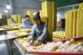 威宁县新发乡：智能化蛋鸡养殖 每天产蛋27万余枚图片
