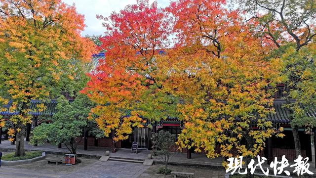 在一棵树上真的能看到四季！南京灵谷寺黄连木构成美丽秋日画卷