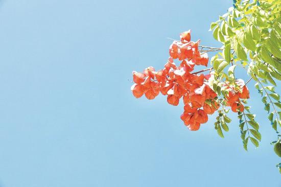 栾树缀彩秋意浓 大理永平街景美如画