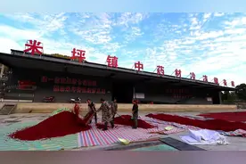 西峡县：山茱萸成了摇钱树图片