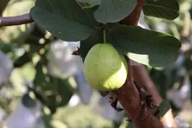 花城风物（67）|嘉宝果、番石榴抢“鲜”上市 你pick哪一个？图片