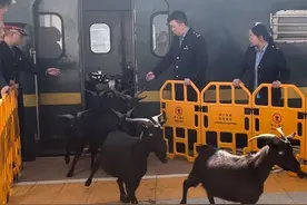 慢火车迎来特殊乘客！铁路职工化身“羊倌”赶羊，四川50只山羊安全送达图片