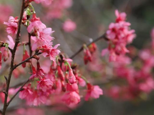 腊八至，春已近！七星岩这片桃红樱粉，是春天递来的浪漫预告~