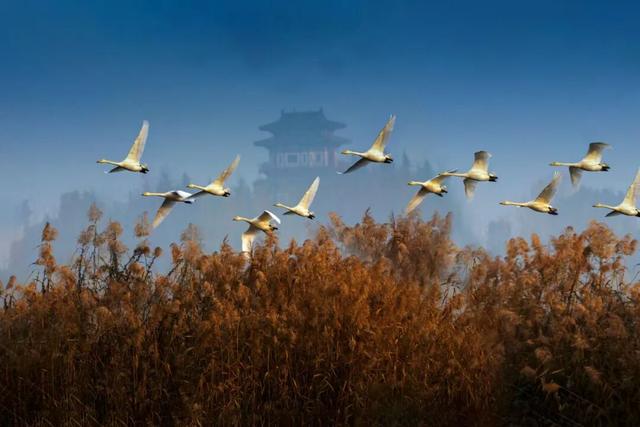 豫见两山 绿色答卷丨生态之旅——打卡“美丽河湖”天鹅湖、饮马河、白龟湖