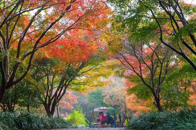 金山人宣布！这条宝藏线路将是“上海旅超”秋冬名场面!