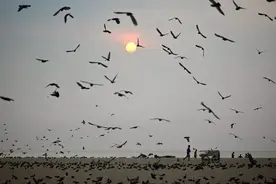 印度金奈：海滩上的飞鸟图片