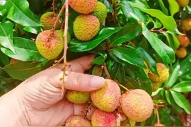 广州增城：妃子笑荔枝上市，价格如何→图片