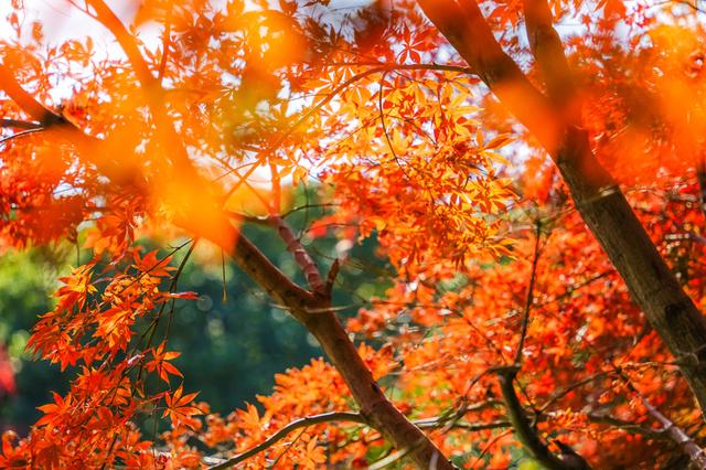 赵妃蓉：最是人间好时节