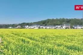 【发现春之美】油菜花开春意浓  “美丽经济”促增收图片