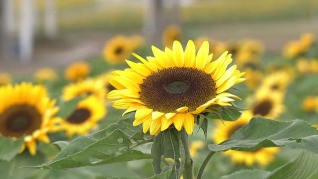 超出片！崇川滨江向日葵花海全网刷屏