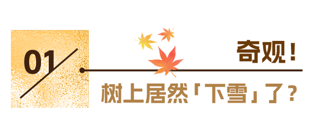 东湖冬日必打卡！观「雪」景、赏秋色、追落日！