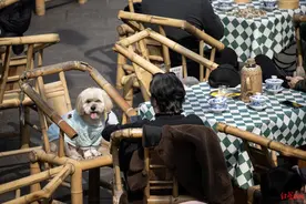 高铁宠物托运服务试点范围扩大！目前APP上可一键办理，流程看这里→图片