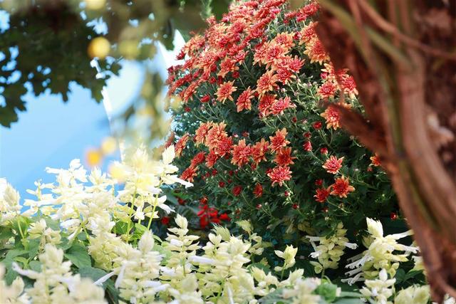 金秋菊展亮相武汉站，数万株菊花打造“大学之城”人文画卷