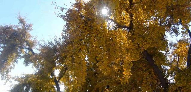 迁安：一树金黄映古村 醉了初冬韵悠长