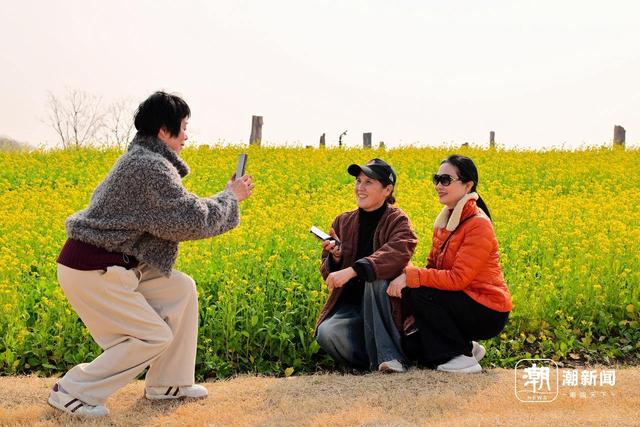 冬日“春景” 义乌油菜花绽放引客来