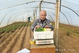 一斤卖到30元！龙口这个村种的头茬韭菜太抢手！图片