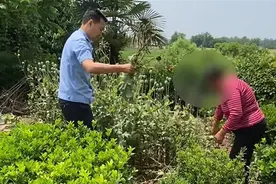 一女子在自家空地种了数十株罂粟！向民警阐述动机：好看图片