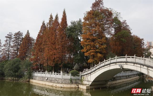 周末去哪？郴州北湖公园的红杉林已进入高光时刻