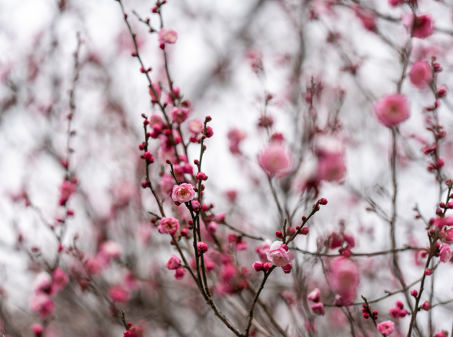 马鞍山这片花海，免费又出片！