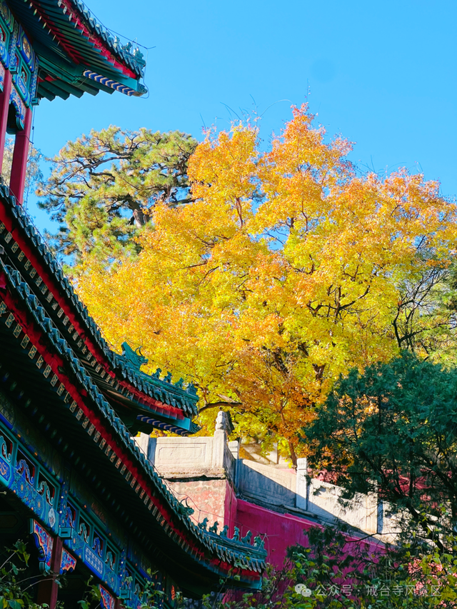 金色瀑布！北京这些千年古银杏正在最佳观赏期！