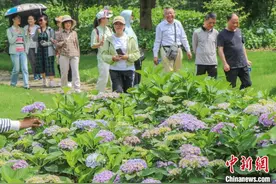 江西南昌：初夏时节凤凰沟绣球花盛开 缤纷多彩美如画图片