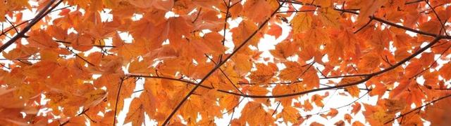 限定美景！听说有人还没去…