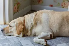 怎么知道狗狗要衰弱了？一旦有这5个情况，它就真的开始老了！图片