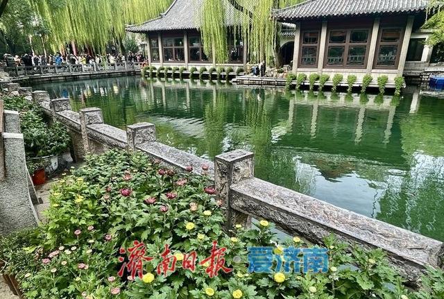 一年四季 泉在济南丨提前探营！趵突泉第46届金秋菊展静候绽放