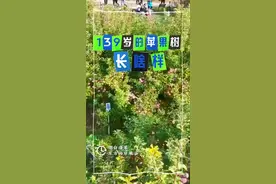 好品山东｜139岁的苹果树长啥样？蓬莱老树结新果图片