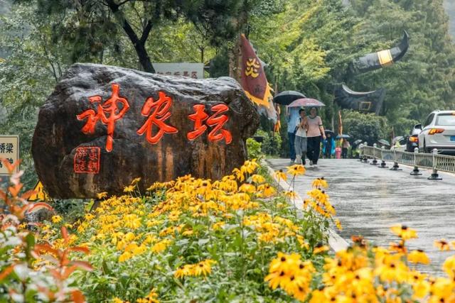 在雨中的神农架，遇见云山雾海、迷雾森林